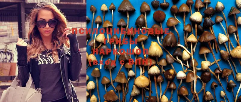 KRAKEN   Городец  Галлюциногенные грибы Cubensis 